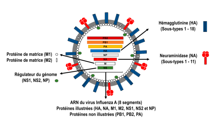 influenza512.png influenza512.png