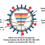 influenza512.png